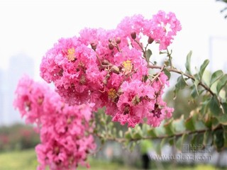 《好媳妇》中文