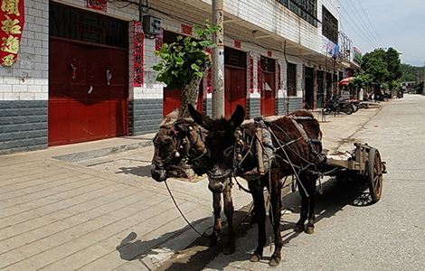 俄罗斯尺寸度电影《烈爱交易》