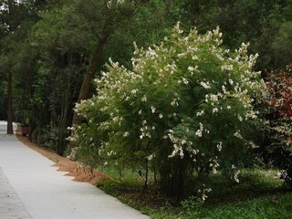 免费芒果电影院