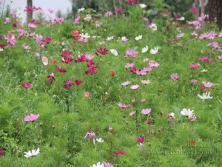 贞观帝师星辰影院