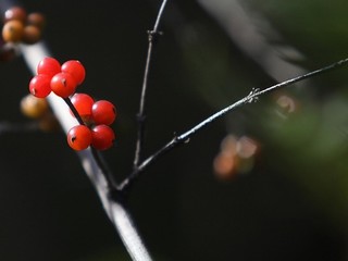 冰丝船袜怎么样