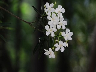 刺激战场小树林