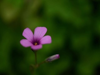 医院院长和佳柔媳妇小说