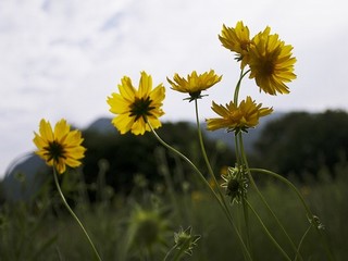 她的城罗芊芊