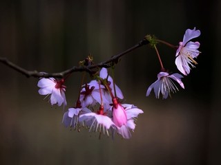 子宫内膜脱落的照片