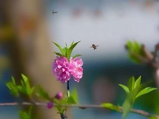 彼岸集影视大全