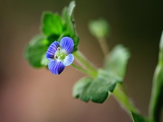 樱花动漫纯爱