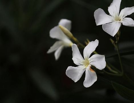 清凉校花的第一次