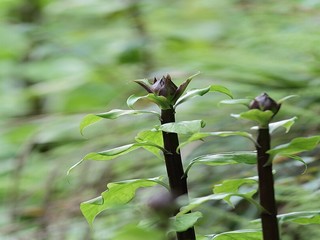 电影《疯狂农庄》