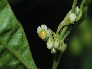 芒果水蜜桃