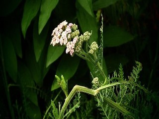 苹果里范冰冰是替身吗