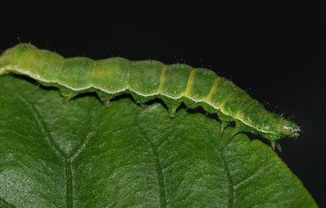 蜜桃mt传媒在线观影视频